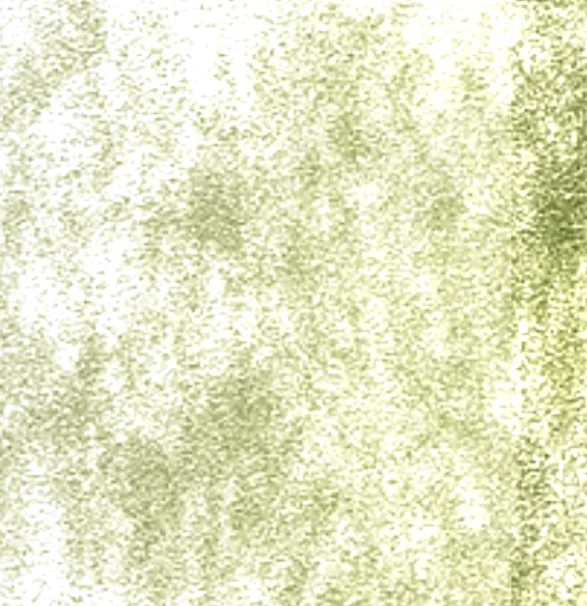 Algen- & Biofilm (Grün-/Schwarzbelag)